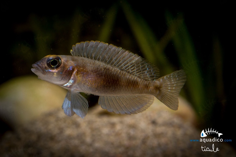 Lamprologus sp. 'ornatipinnis zambia'